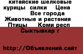 китайские шелковые курицы (силки) › Цена ­ 2 500 - Все города Животные и растения » Птицы   . Коми респ.,Сыктывкар г.